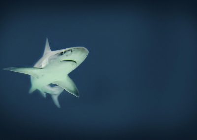 shark